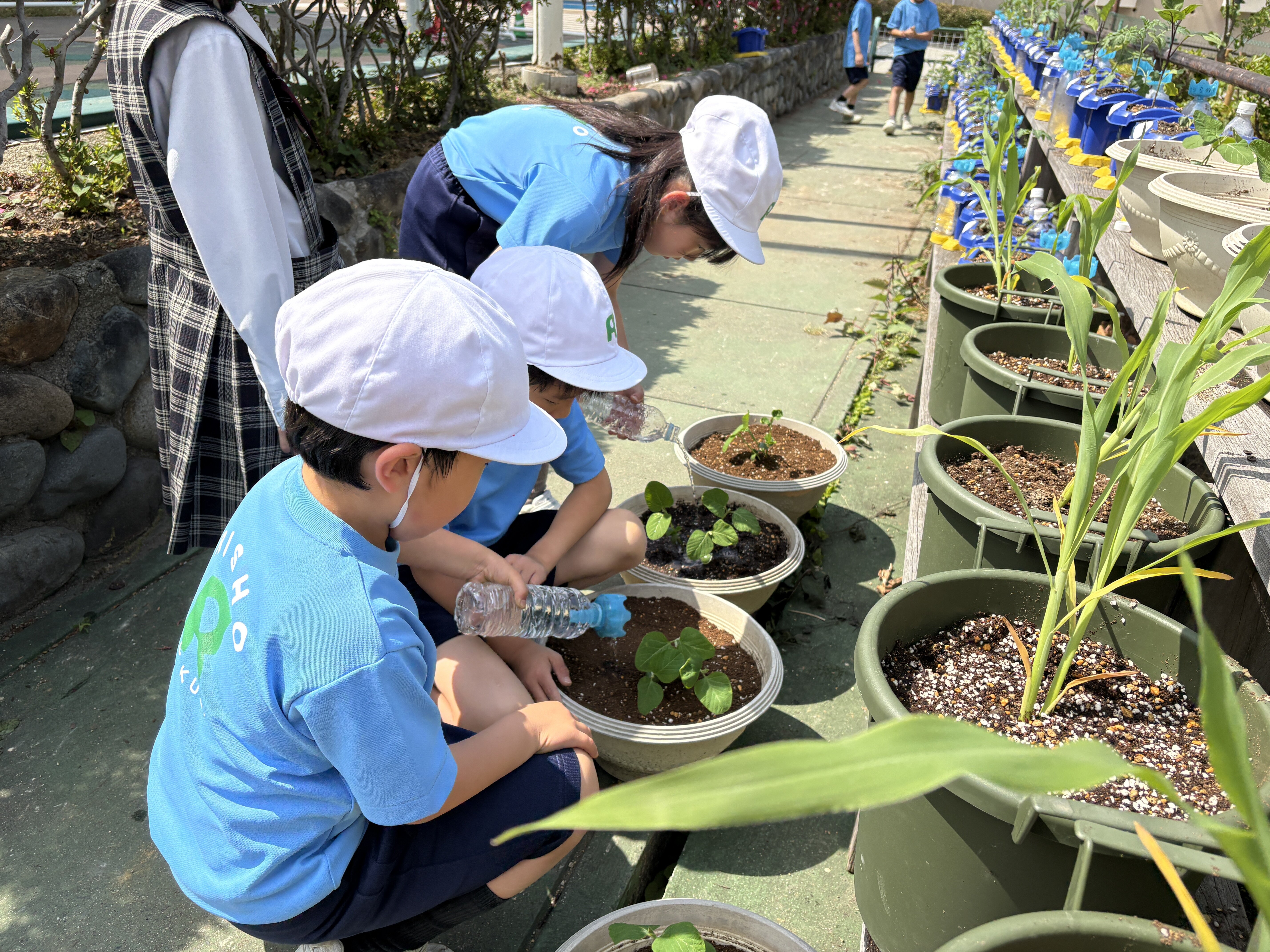 夏野菜の栽培〈2年生〉 | はつしば歳時記 | はつしば学園小学校
